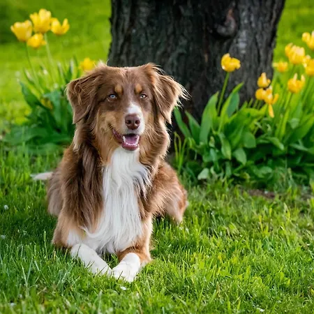 Villa In France With Garden & Barbecue Les Forges (Deux-Sevres)