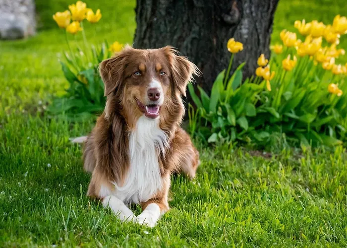 Villa In France With Garden & Barbecue Les Forges (Deux-Sevres)
